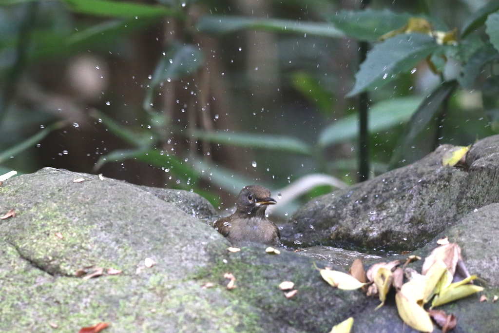 161116-14シロハラ