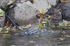161117-7シロハラ♂の水浴び