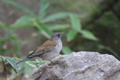 161117-1シロハラ♂