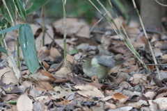 170106-2ウグイス（２／２）