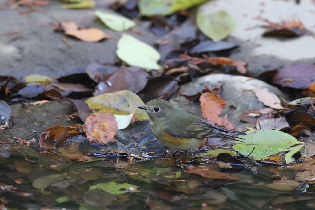 161130-5ルリビタキのお嬢さんのご入浴