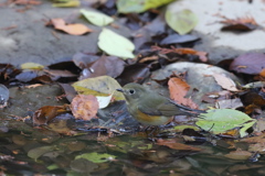 161130-5ルリビタキのお嬢さんのご入浴