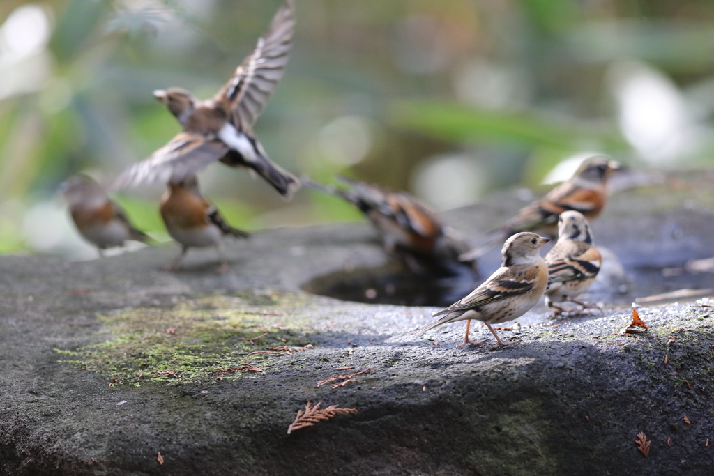 161130-19水場を占領するアトリ