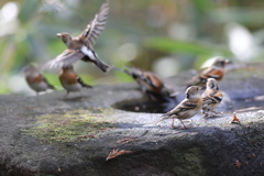 161130-19水場を占領するアトリ