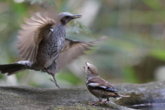 161130-29今季最高に気に入った写真・シメのお嬢さんの脅しに逃げるヒヨドリ