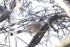 170110-3何を咥えているの？・カケス