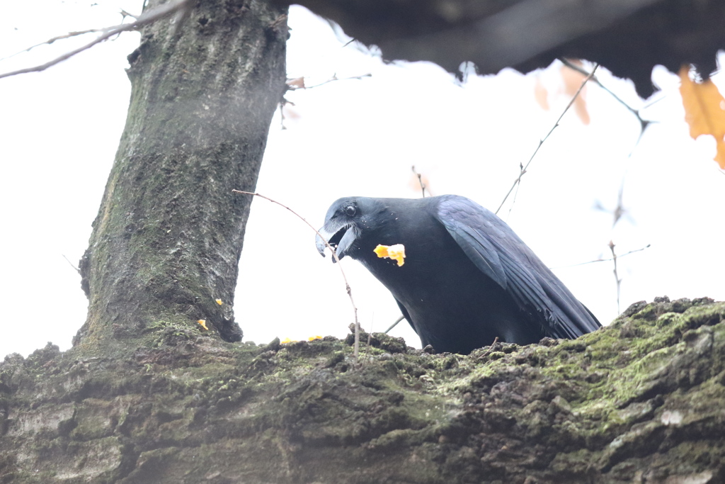 161222-7チェ、まずいじゃねえか(２／２）