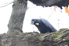 161222-7チェ、まずいじゃねえか(２／２）