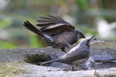 161130-22ヒヨドリ