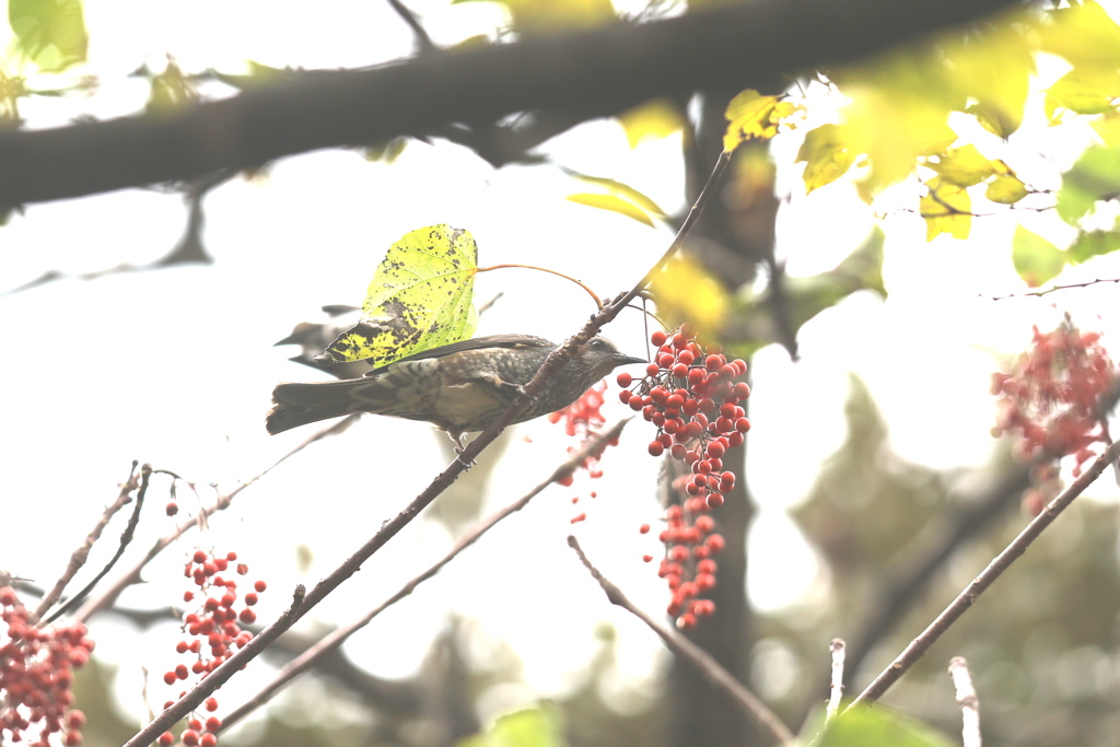 161129-1イイギリの実を食べるヒヨドリ