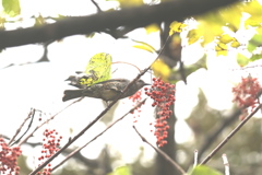 161129-1イイギリの実を食べるヒヨドリ