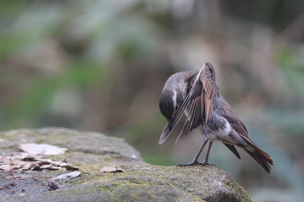 161219-13水浴び後のツグミの羽繕い