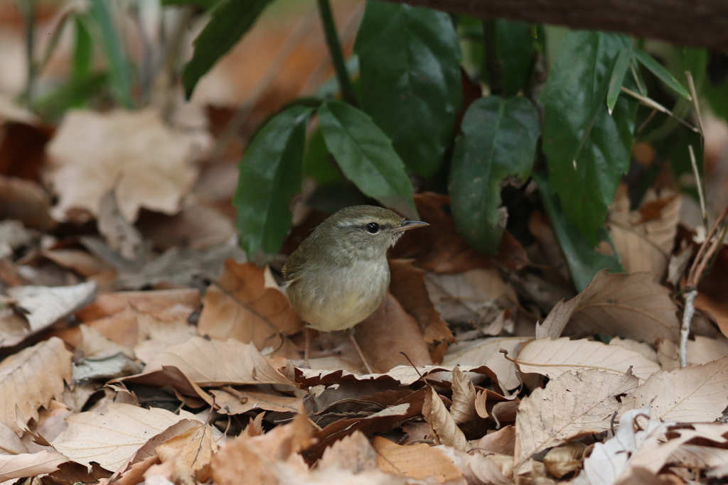 161226-3ウグイス