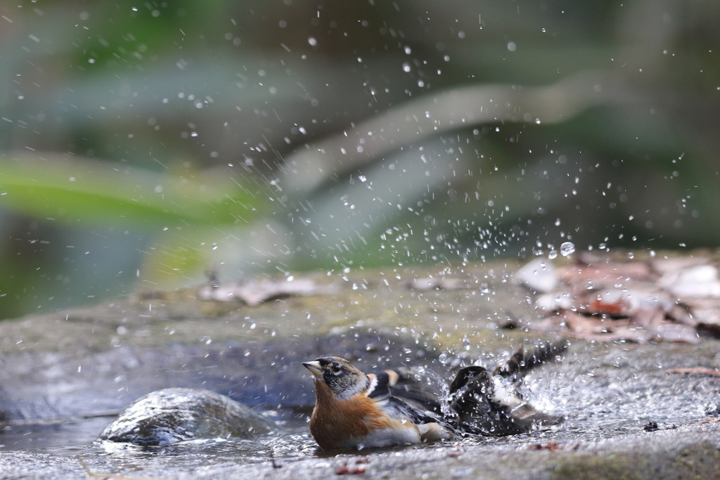 161218-37アトリの水浴び