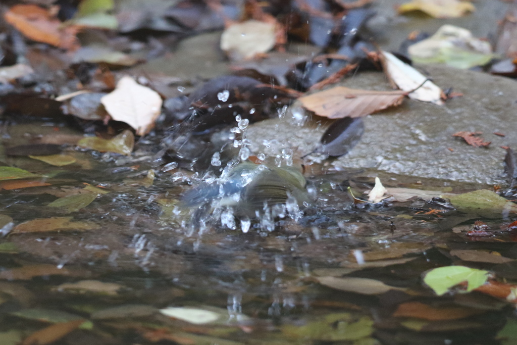 161204-4ルリお嬢さんのご入浴