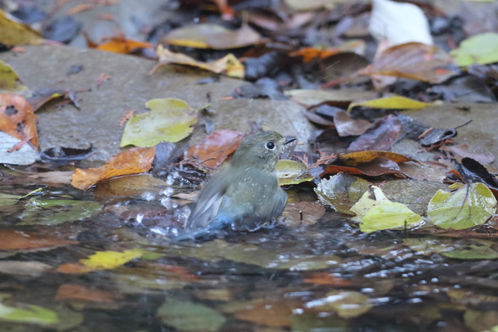 161206-4ルリ娘さんのご入浴