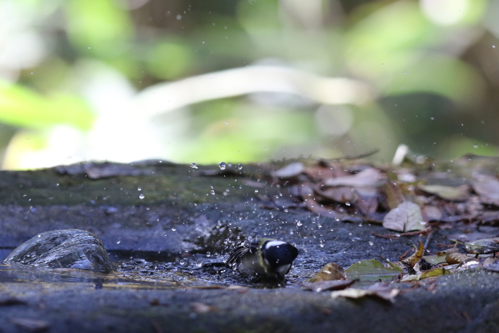 161203-15シジュウカラの水浴び