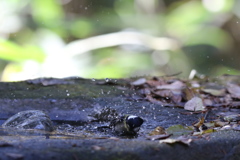 161203-15シジュウカラの水浴び