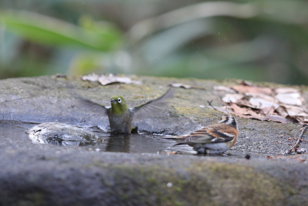 161220-9メジロ(左)とアトリ