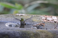 161220-9メジロ(左)とアトリ
