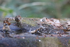 161208-3アトリの水浴び