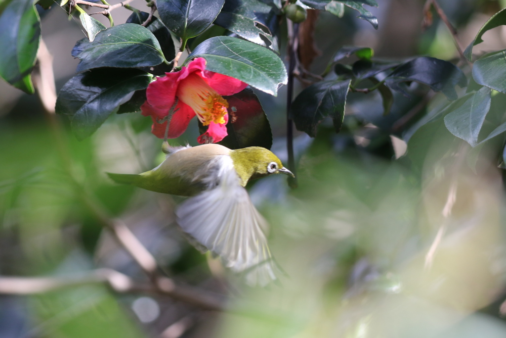 161223-10ツバキの蜜を吸うメジロ（２／２）