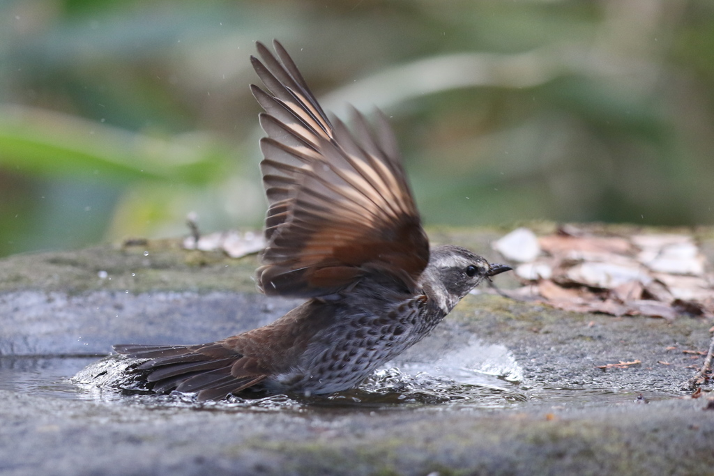 161219-11ツグミの水浴び