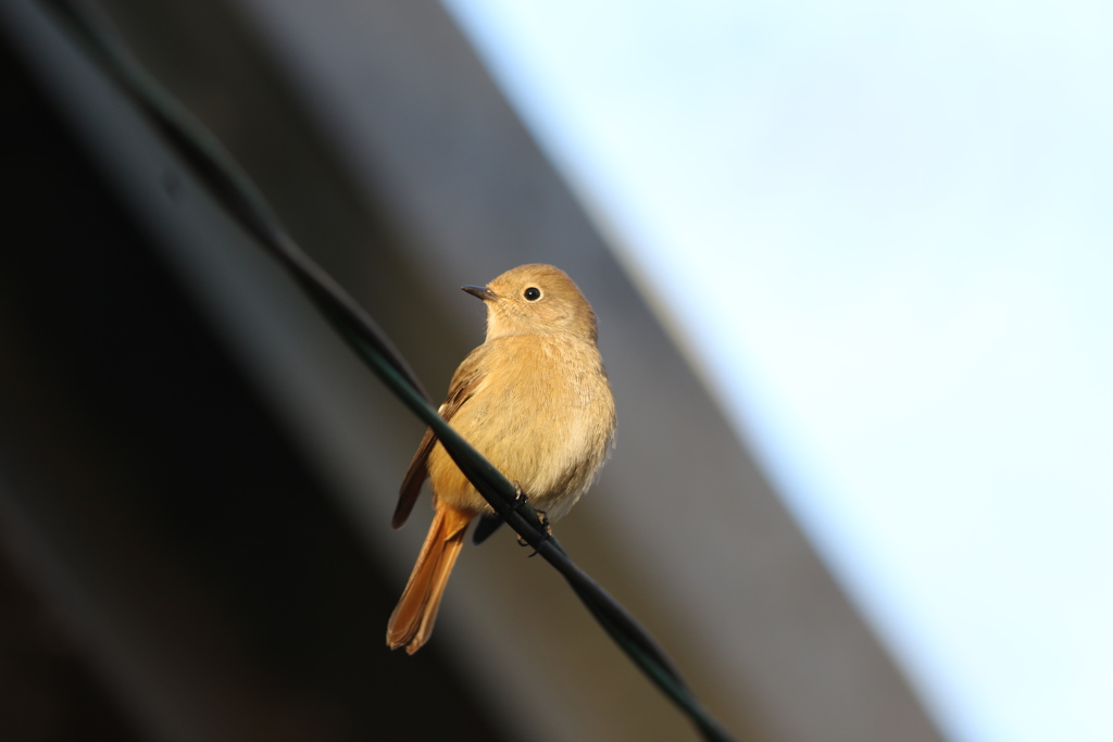 161216-1ジョウビタキ♀