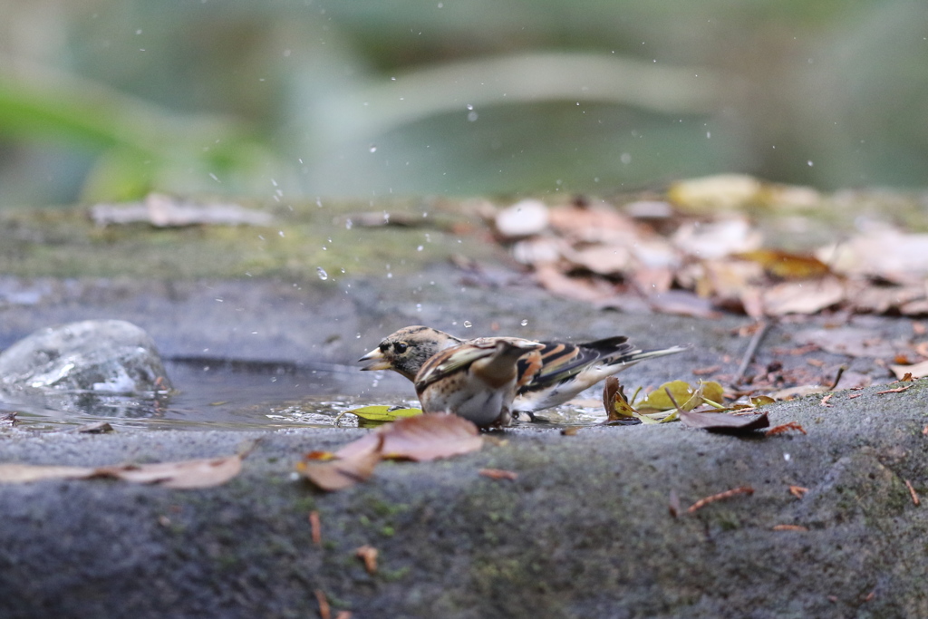 161204-12水浴びをするアトリ
