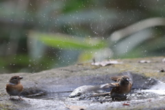 161218-35アトリの水浴び
