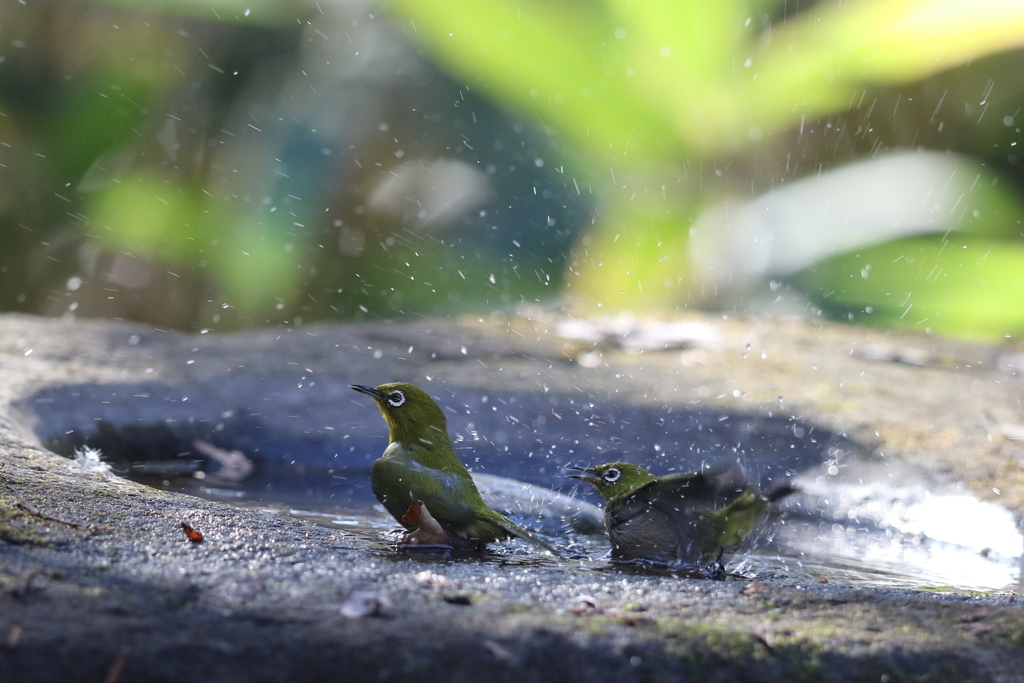 161224-6メジロの水浴び