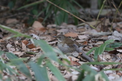 170126-4シロハラ♀