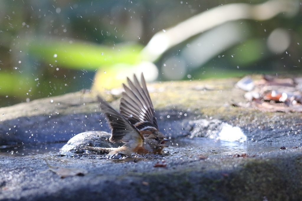 161218-24アトリの水浴び