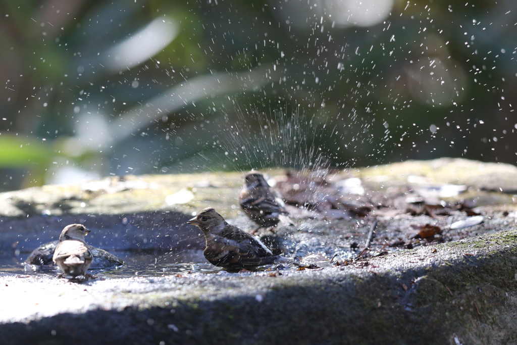 161209-15アトリの水浴び