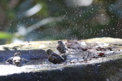 161209-15アトリの水浴び