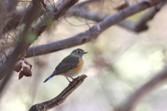 161211-16ルリビタキ