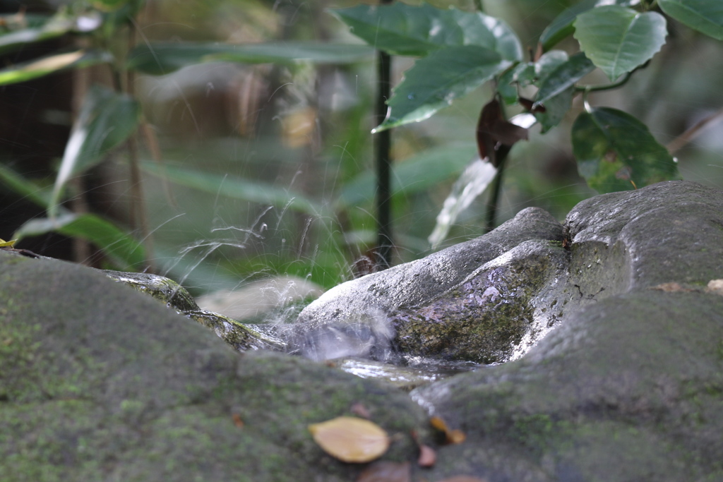 161120-7シジュウカラの水浴び