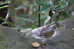 161120-7シジュウカラの水浴び