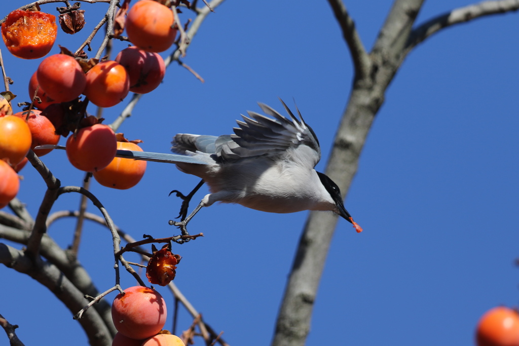 161211-12オナガの食い逃げ（２／３）