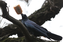 161229-1とってきたパンを掲げるカラス（１／２）