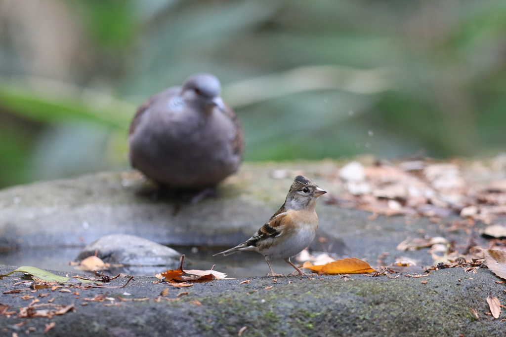161207-6アトリとキジバト