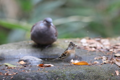 161207-6アトリとキジバト