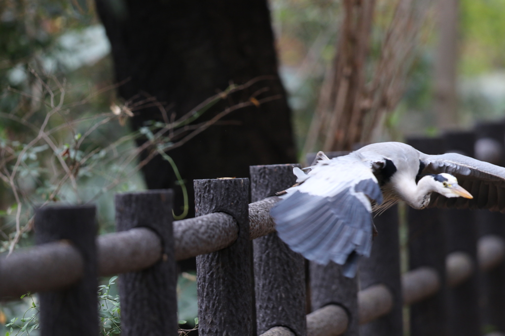 161214-4柵から降りるアオサギ（３／５）