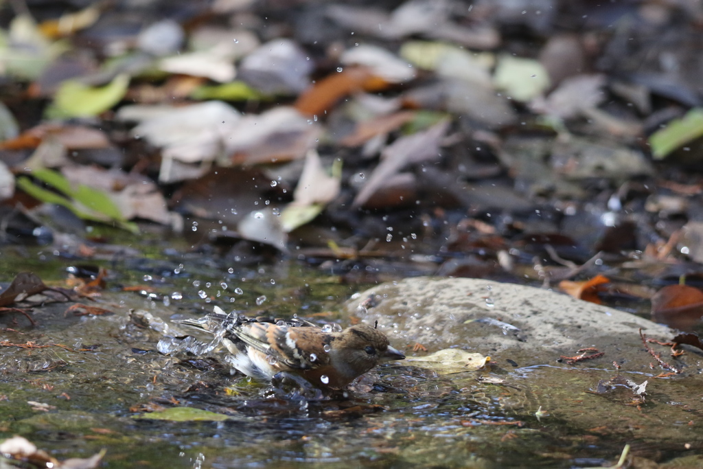 161203-17アトリの水浴び