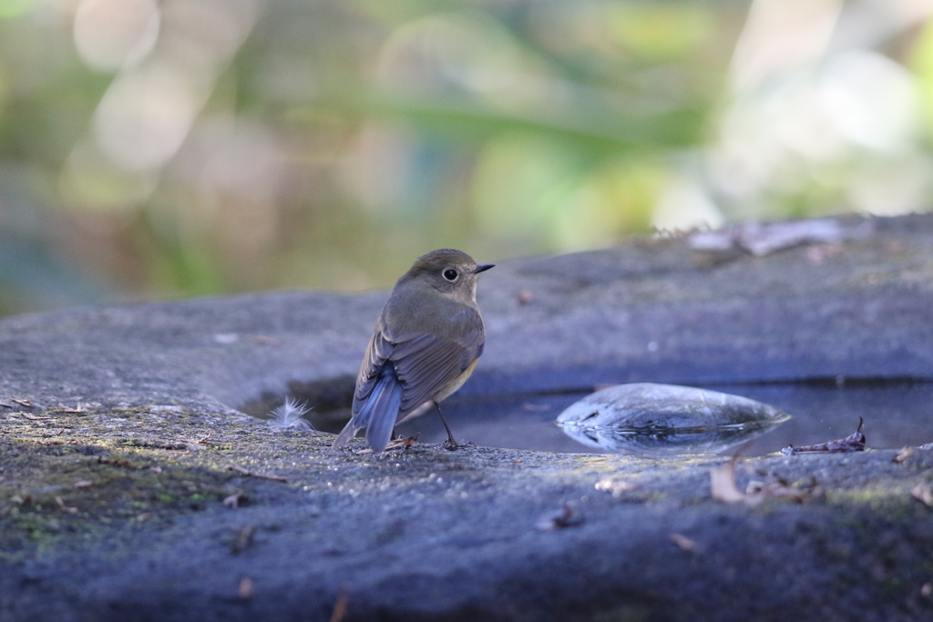 161224-3見返り美人・ルリビタキ♀