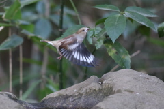 170208-6シメ♀