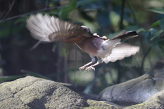 170130-7顔が写っていない・ジャンプするカケス