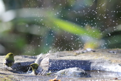 170107-5メジロの水浴び２