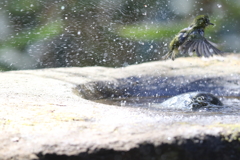 170226-11メジロの湯上り