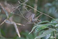 170304-7ウグイスの飛び出し（２／２）